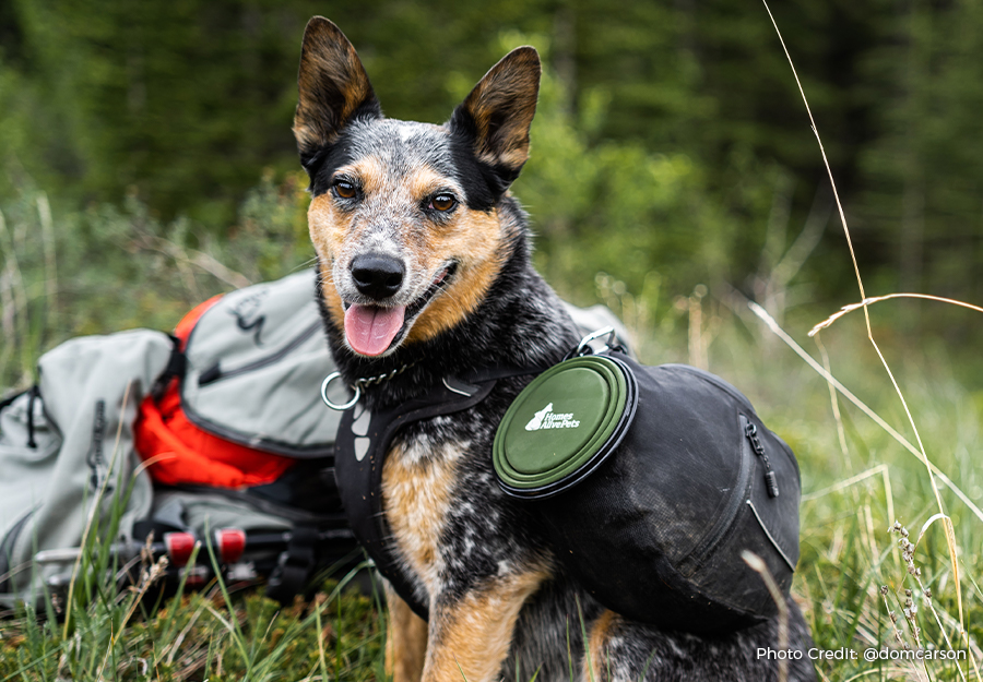 dog winter hiking gear